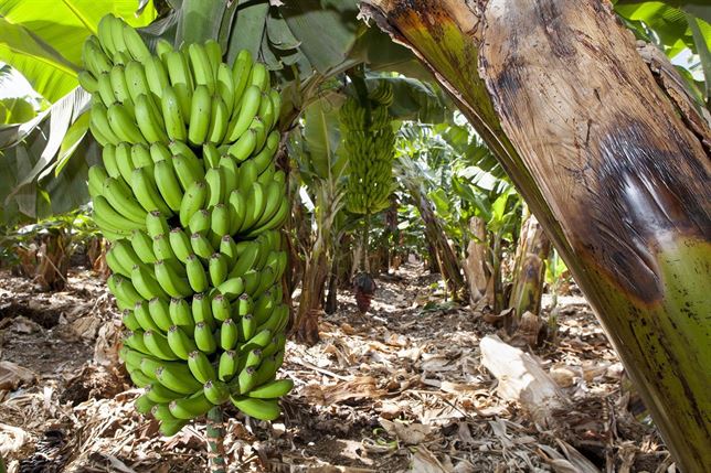 Renueva la certificación de la huella de carbono para Plátano de Canarias