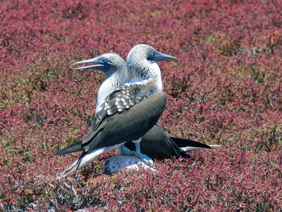 Los animales salvajes también envejecen