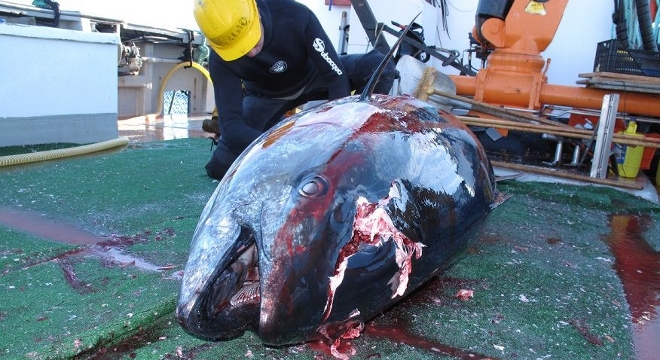 Ecologistas exigen a Europa que implemente una base de datos electrónica contra la pesca ilegal