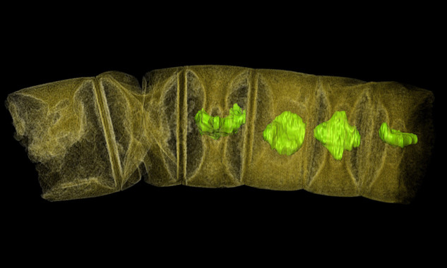 Los fósiles de plantas más antiguos del mundo tienen 1.600 millones de años