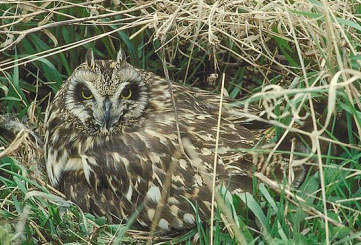 La siega del cereal es la principal causa de mortalidad para especies como el aguilucho cenizo