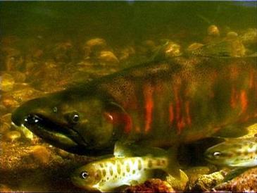 Salmones juveniles sexualmente precoces