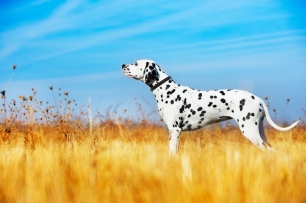 Crean un collar que permite entrenar de una manera eficaz a tu mascota