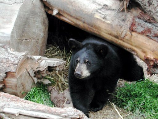 Un oso negro ataca a un hombre en Canadá