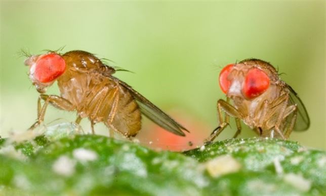 Muchas especies tropicales podrán evolucionar para adaptarse al cambio climático