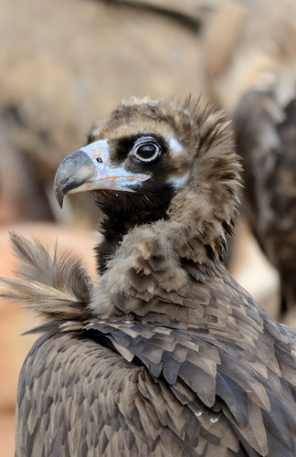 Los vertebrados forestales amenazados prefieren los árboles viejos