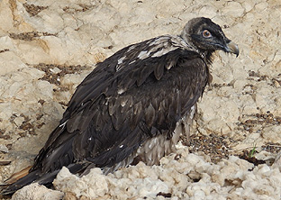 Los tres ejemplares de quebrantahuesos liberados en mayo en Cazorla ya han iniciado sus primeros vuelos