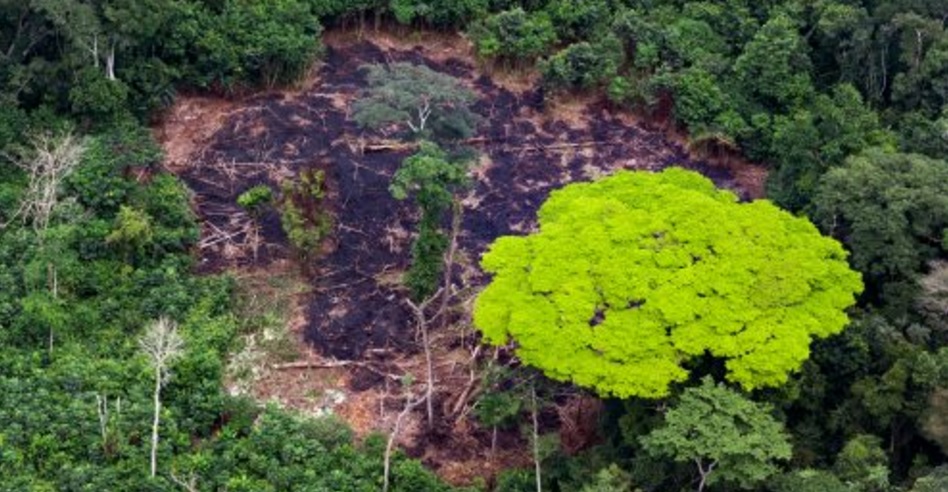 Madera manchada de sangre (ver VIDEO)