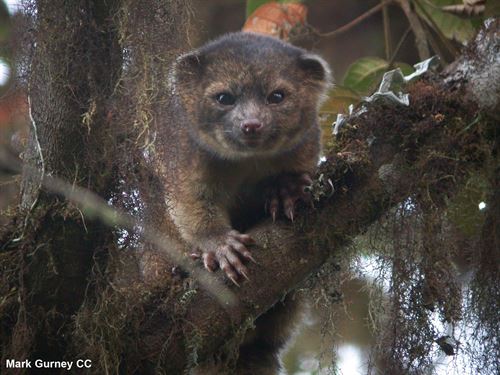 El Top 10 de las nuevas especies