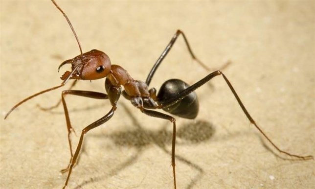 Cómo se orientan las hormigas