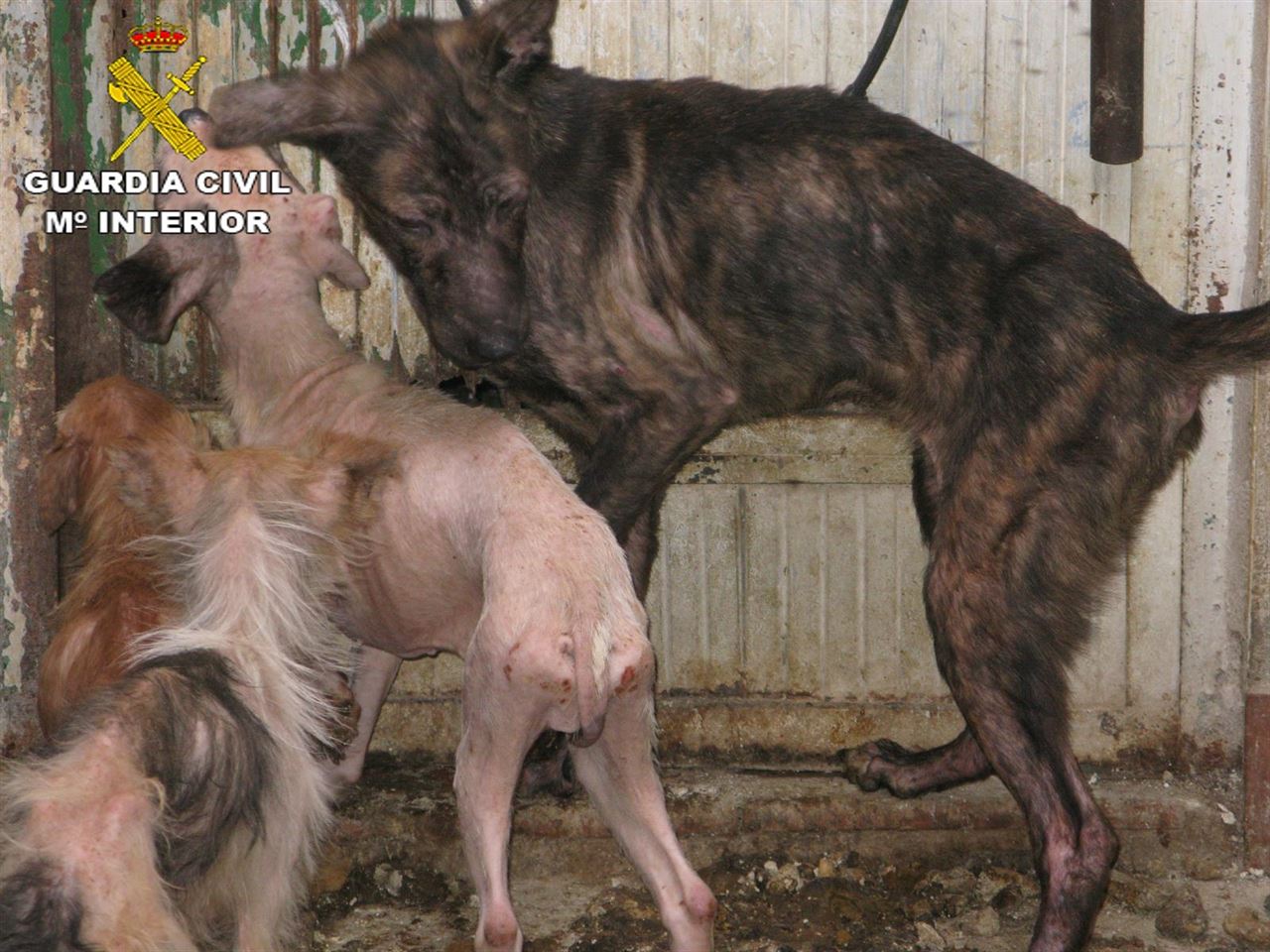 Dos docenas de perros en condiciones insalubres y alimentándose de canes muertos en Benaguasil