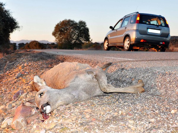 Navarra recomienda revisar el seguro de los coches y garantizar la cobertura por atropello a fauna cinegética