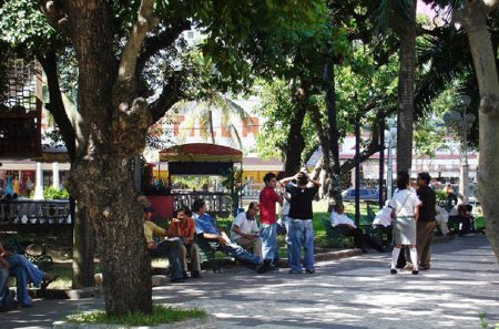 LA FAO insta a la protección de los árboles urbanos