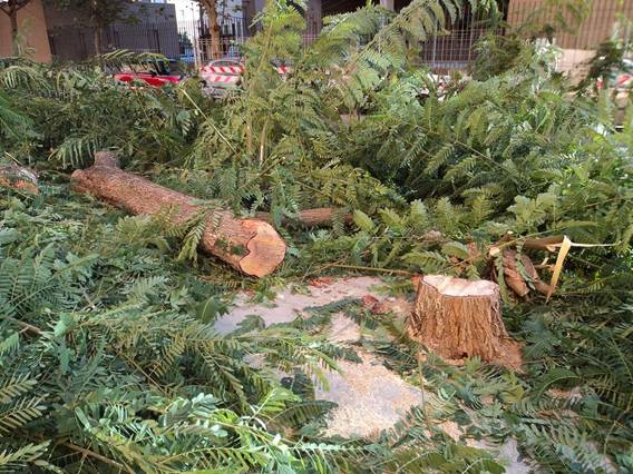 Brutal tala de árboles en Sevilla