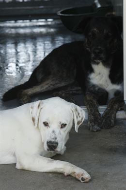 Los cazadores ‘vaticinan’ el abandono de miles de mascotas