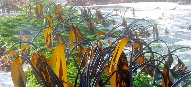 La acidificación provocará un ‘efecto domino’ de pérdida de hábitats