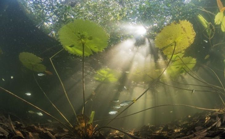 Qué se oculta en los manglares rojos de Yucatán