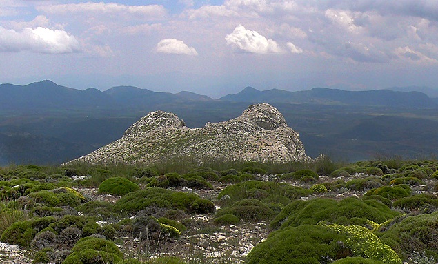 Descubiertas nuevas especias de escarabajos en Almería