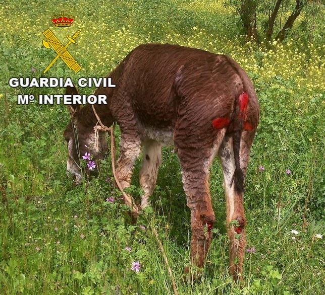 Un ‘energúmeno’ detenido tras arrastrar a un asno con su camión