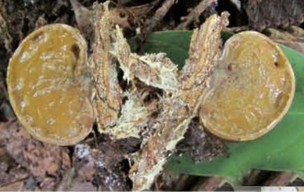 Redescubierto un hongo que se daba por extinguido