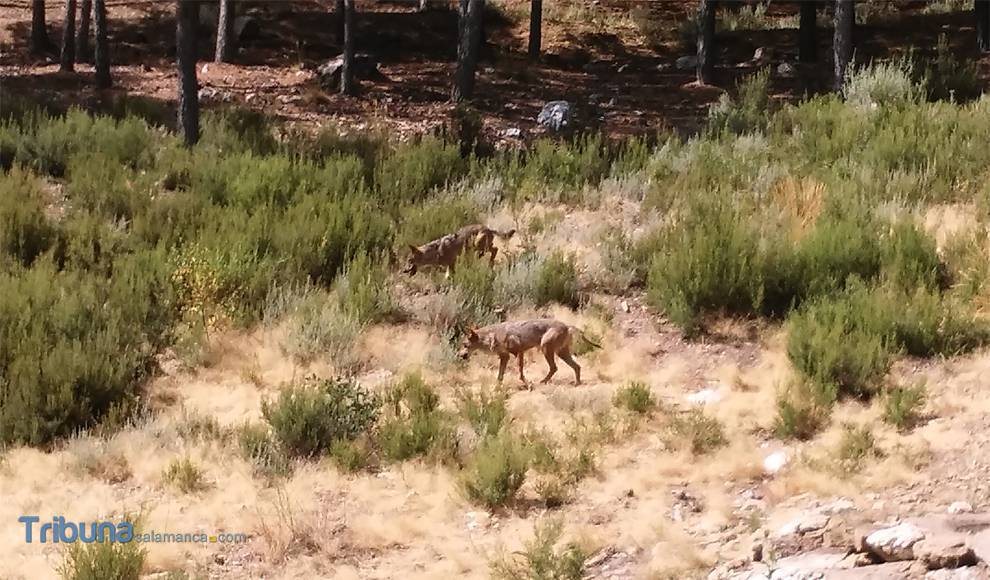 Suárez-Quiñones se reúne con miembros de la Mesa del Lobo para preparar la visita de una delegación de la CE
