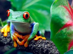 Carnegie study warns of unalterable damage to tropical forests