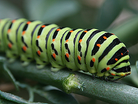 Los niveles bajos de oxígeno permiten la metamorfosis de las orugas