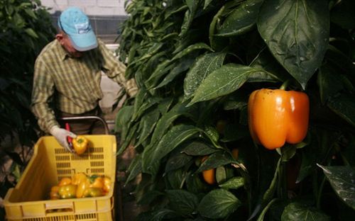 Andalucía. Aguilera apunta que la suspensión de primas a renovables perjudicará a los nuevos invernaderos con cogeneración