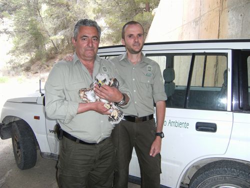 Junta entrega un segundo pollo de águila perdicera para mejorar la conservación del rapaz en Navarra