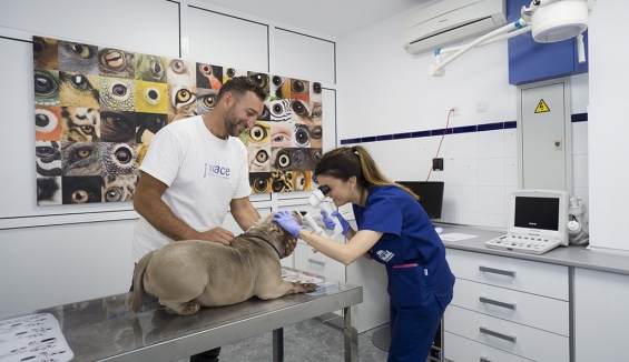 Argentina: Chaco tendrá su primer Hospital Veterinario