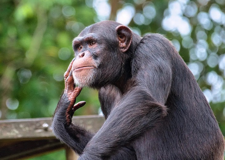 La curiosa relación entre la ‘amistad’ y la descendencia entre los chimpancés