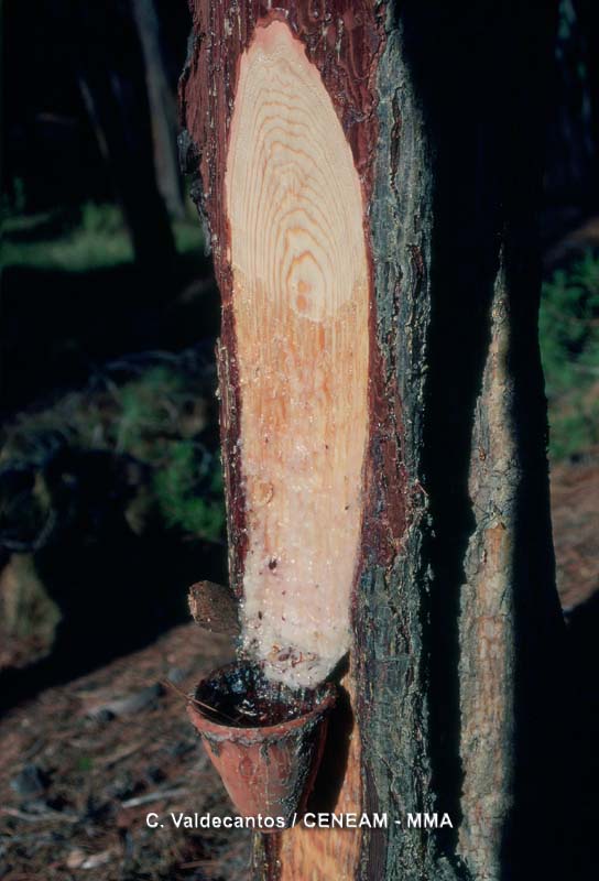 El MARM impulsa proyectos de cooperación para el desarrollo sostenible del medio rural en Soria