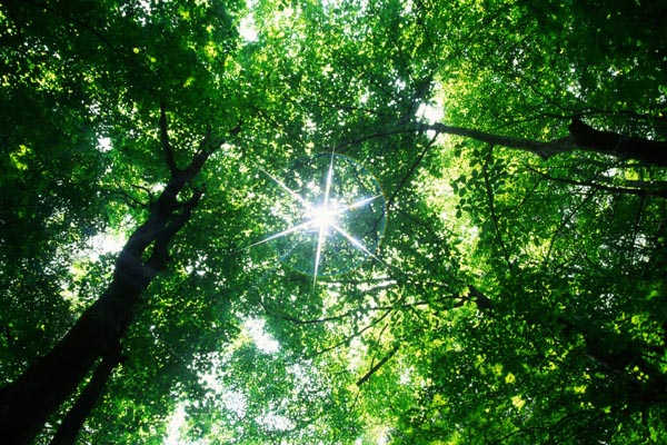 Gestión y Conservación de la Naturaleza = Master de IUSC