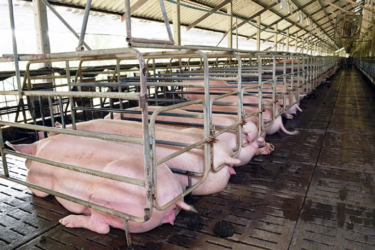 Murcia quiere reforzar la bioseguridad en las granjas de porcino