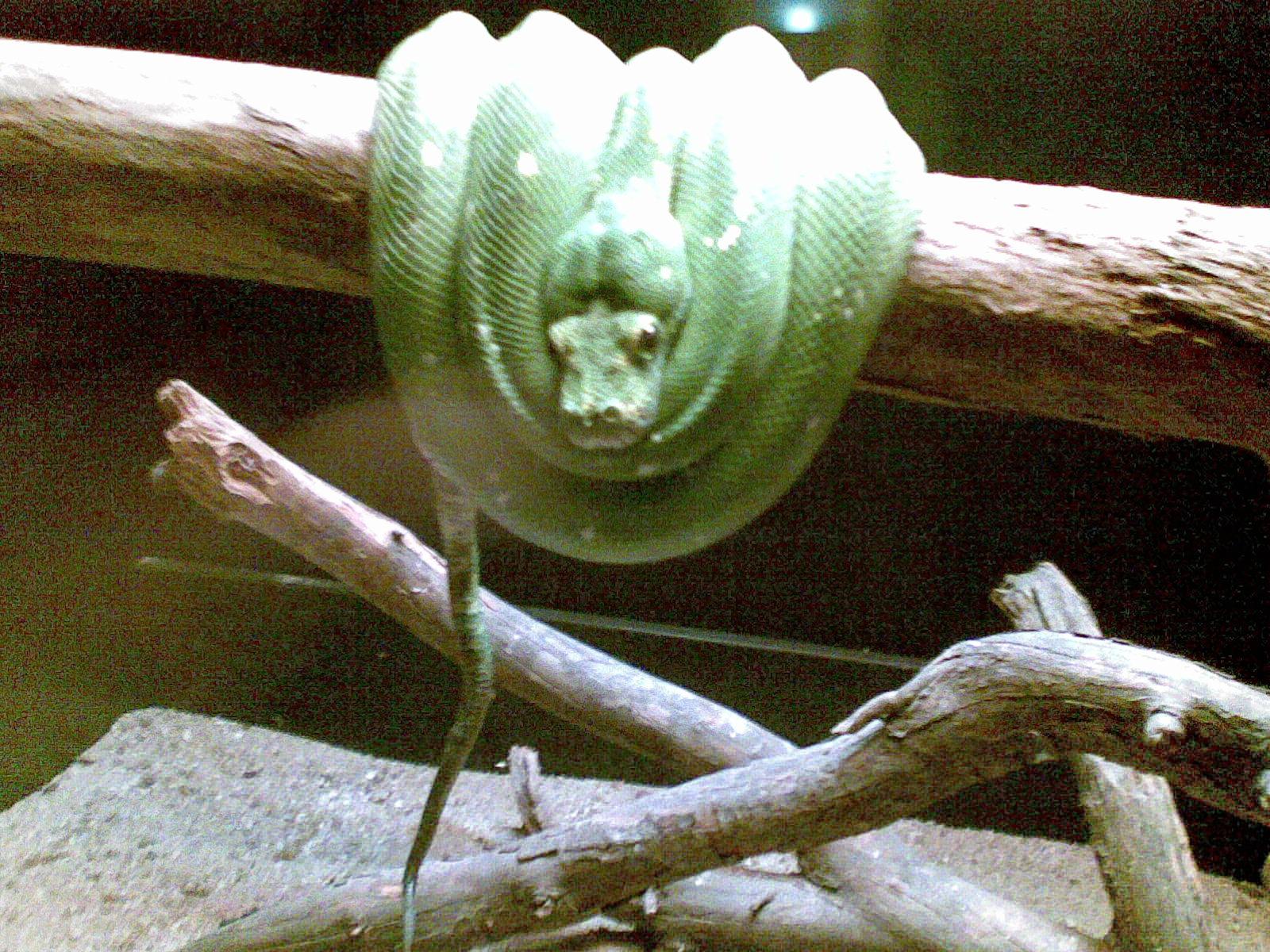 La naturaleza enseña a volar a los científicos