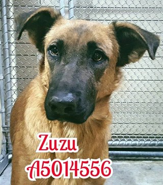 El perro que reconoció a la familia que le abandonó… (Mira el VIDEO)