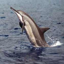 Un nuevo sistema para "entender” el lenguaje de los cetáceos