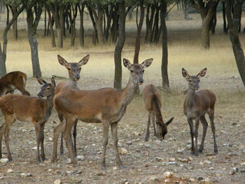 Ecologistas piden a la Fiscalía suspender la caza en el Monte el Viejo de Palencia