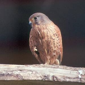 Reintroducción del Cernícalo Primilla en Tremp