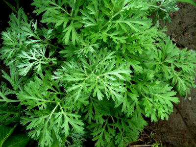 Eco-plaguicidas basados en el ajenjo