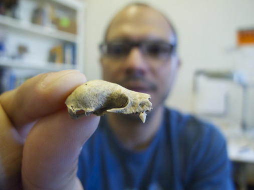 Los murciélagos ‘caribeños’ sobrevivieron a la última glaciación