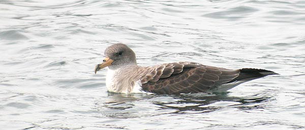 Pardela cenicienta Ave del Año 2013