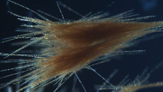 La acidificación puede trastocar cruciales procesos marinos