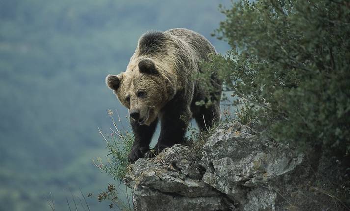 La recuperación del Oso Pardo en la cordillera cantábrica