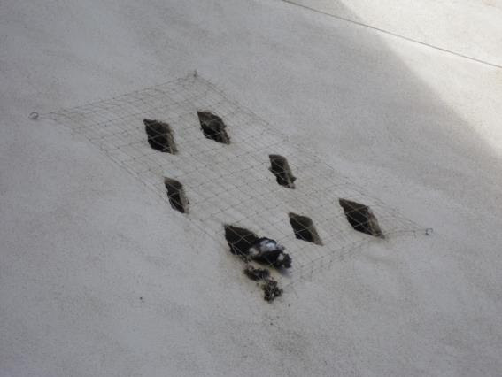 Sant Cugat actúa contra la fauna