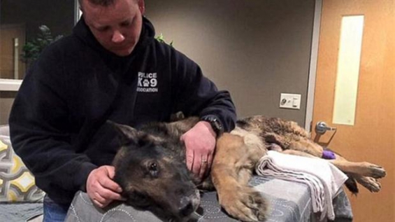 34 años de cárcel por asesinar a un perro policía