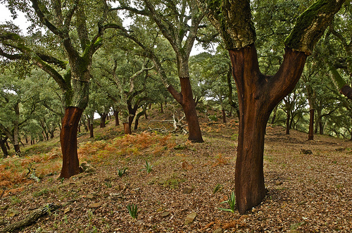 Junta realiza trabajos preventivos en 2010 en 50.239 kilómetros de monte público por 104