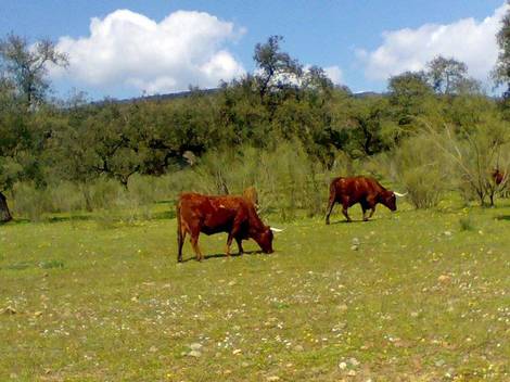 El nuevo sistema de gestión de cadáveres animales en Canarias destruye más de 148.000 kilos en cinco meses