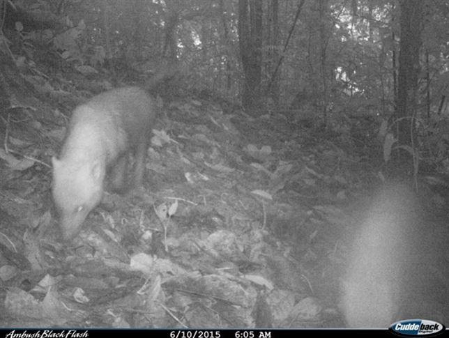 Qué sabes del perro de monte del trópico americano