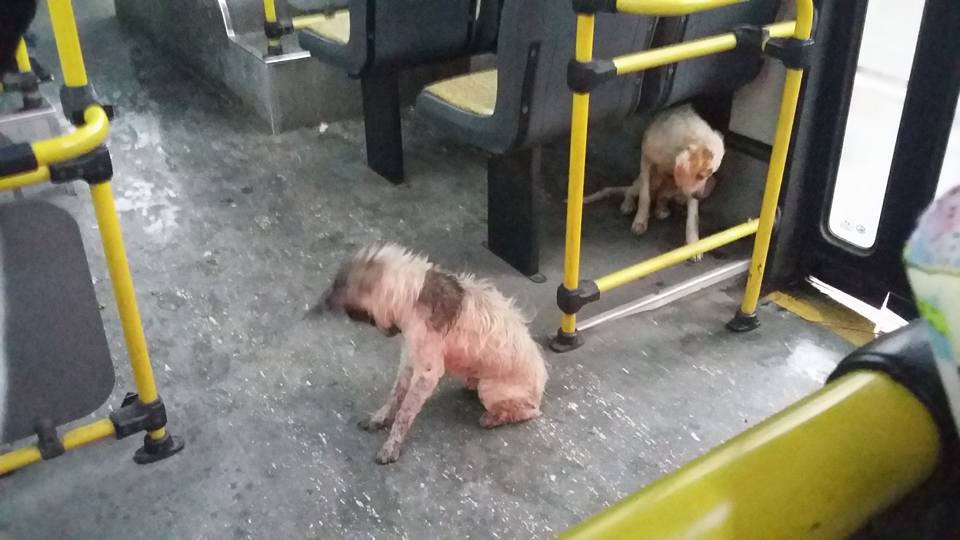 Un conductor de autobús argentino rescata a dos perros de una tormenta